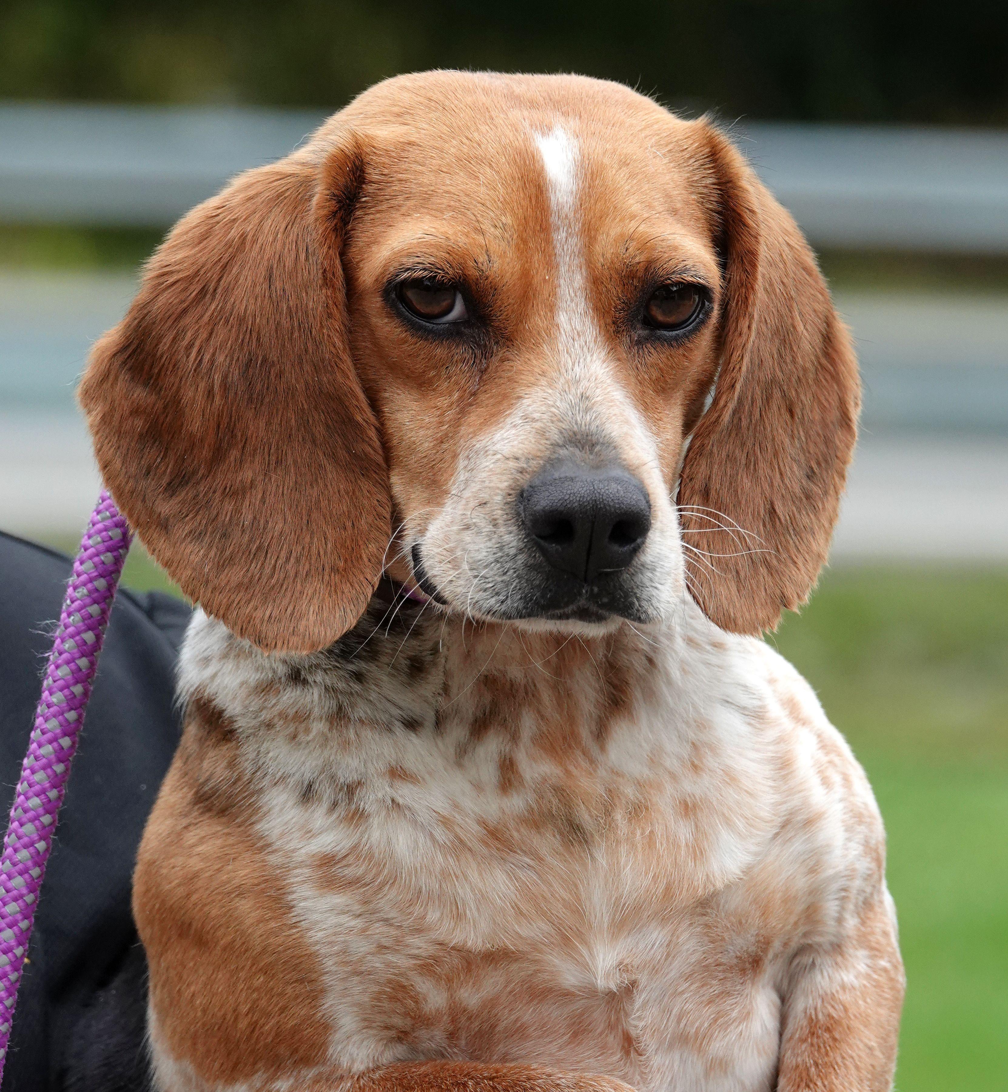 Lady - ADOPTED, adopted, Senior Female Beagle.