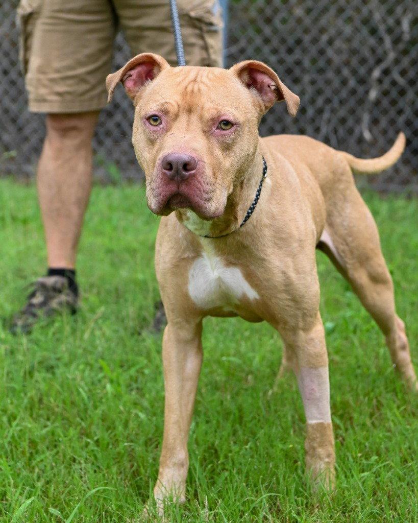 DQ 60 Vinnie, Adoptable, Adult Male Pit Bull Terrier.