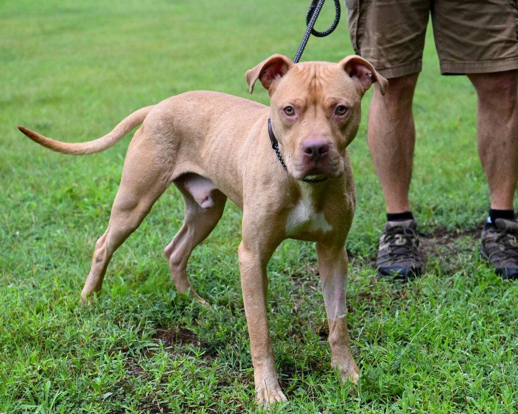 DQ 60 Vinnie, a Adoptable Pit Bull Terrier in Glen Allen, VA image 2/3