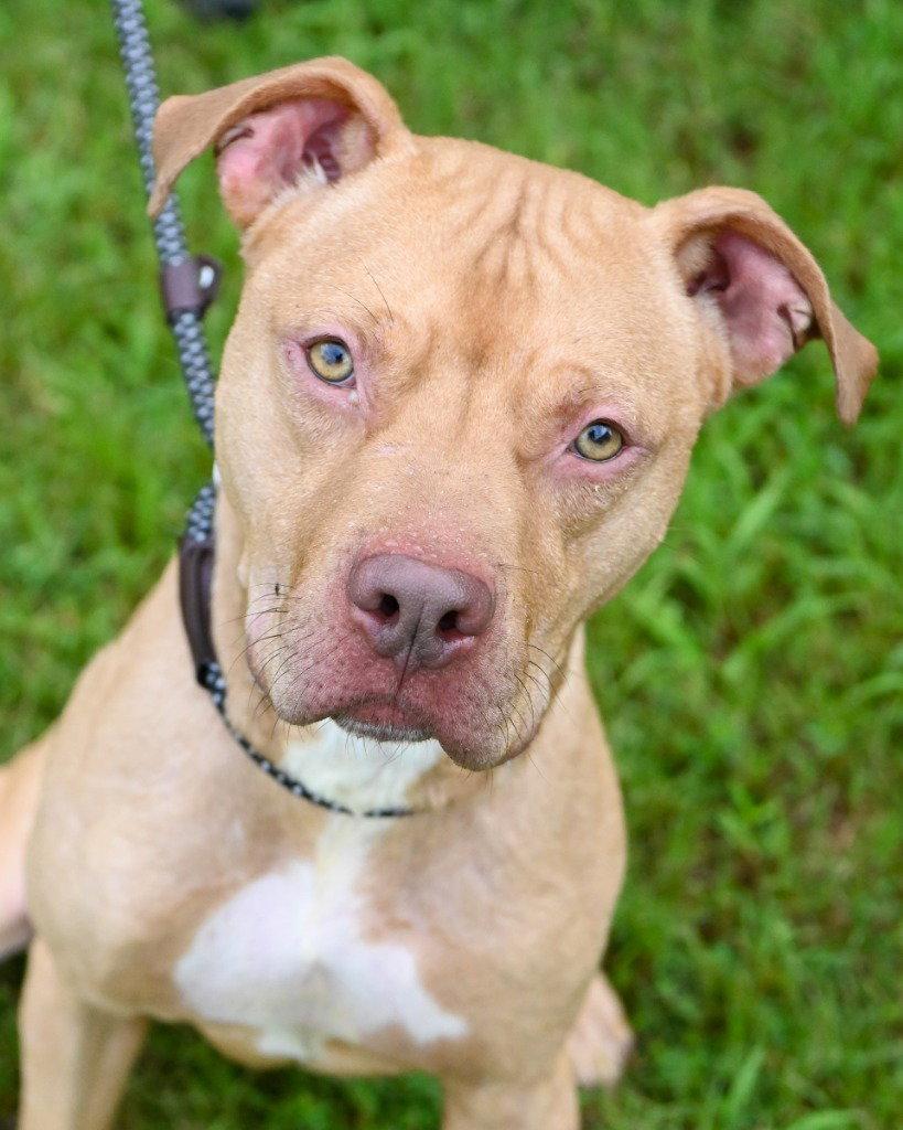 DQ 60 Vinnie, a Adoptable Pit Bull Terrier in Glen Allen, VA image 3/3