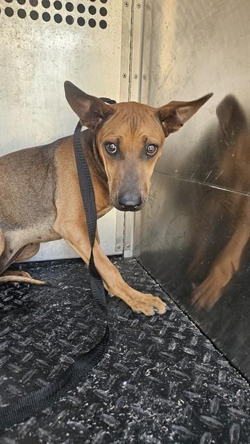 DAPHNE, Adoptable, Puppy Female Xoloitzcuintli / Mexican Hairless & Mixed Breed.