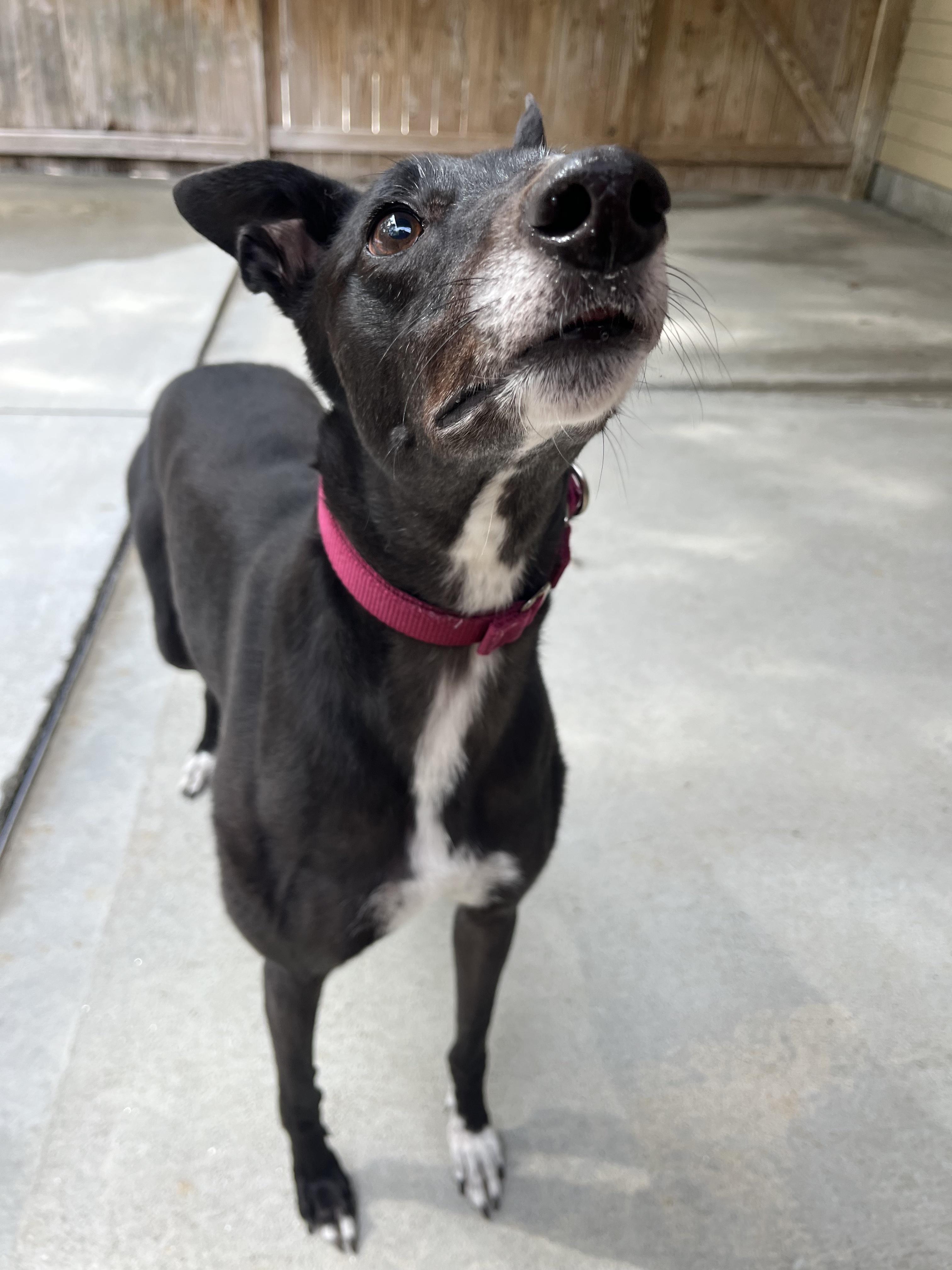 Lemur, an adopted Greyhound in Swanzey, NH image 3/5