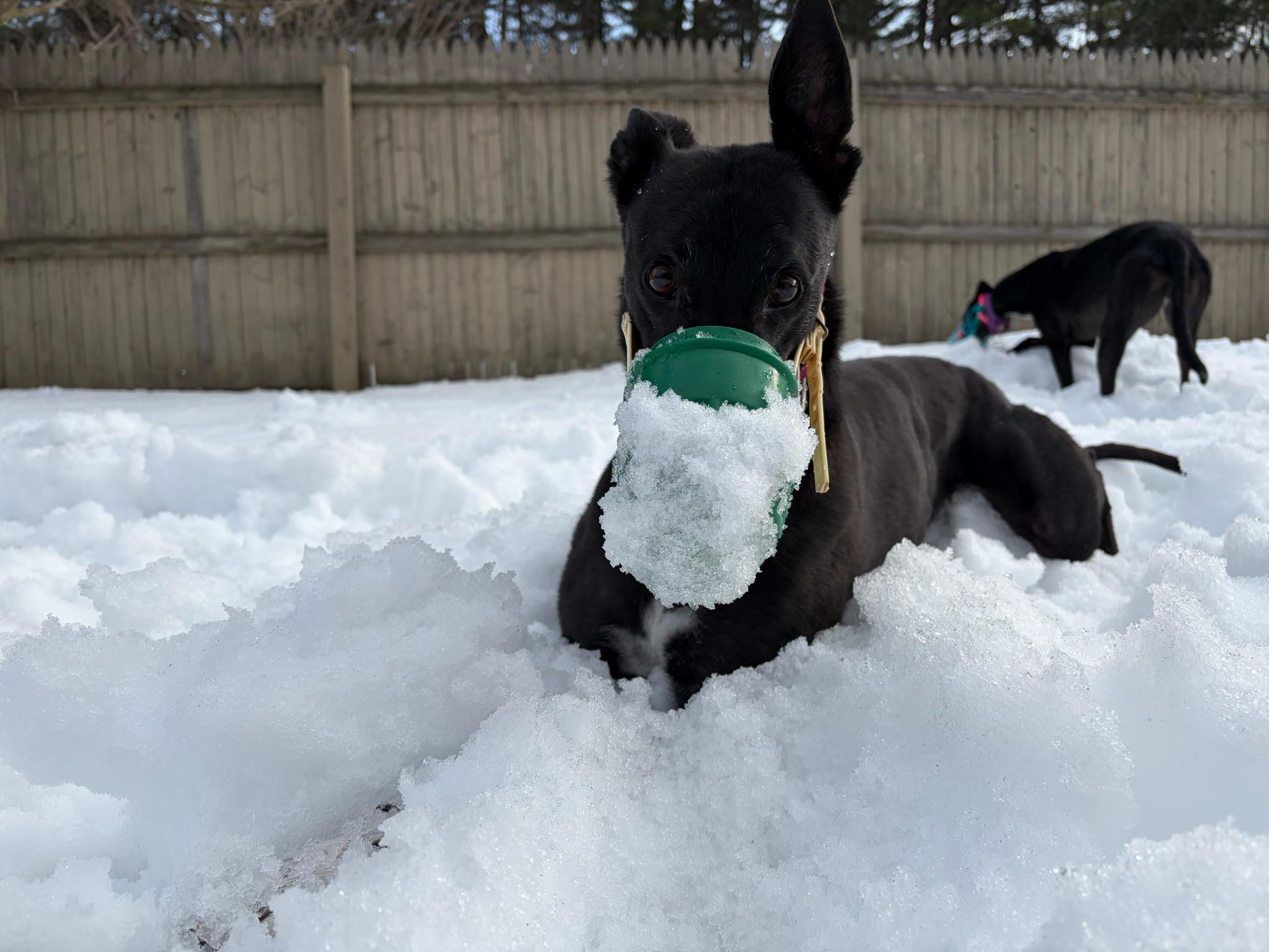 Lemur, an adopted Greyhound in Swanzey, NH image 2/5