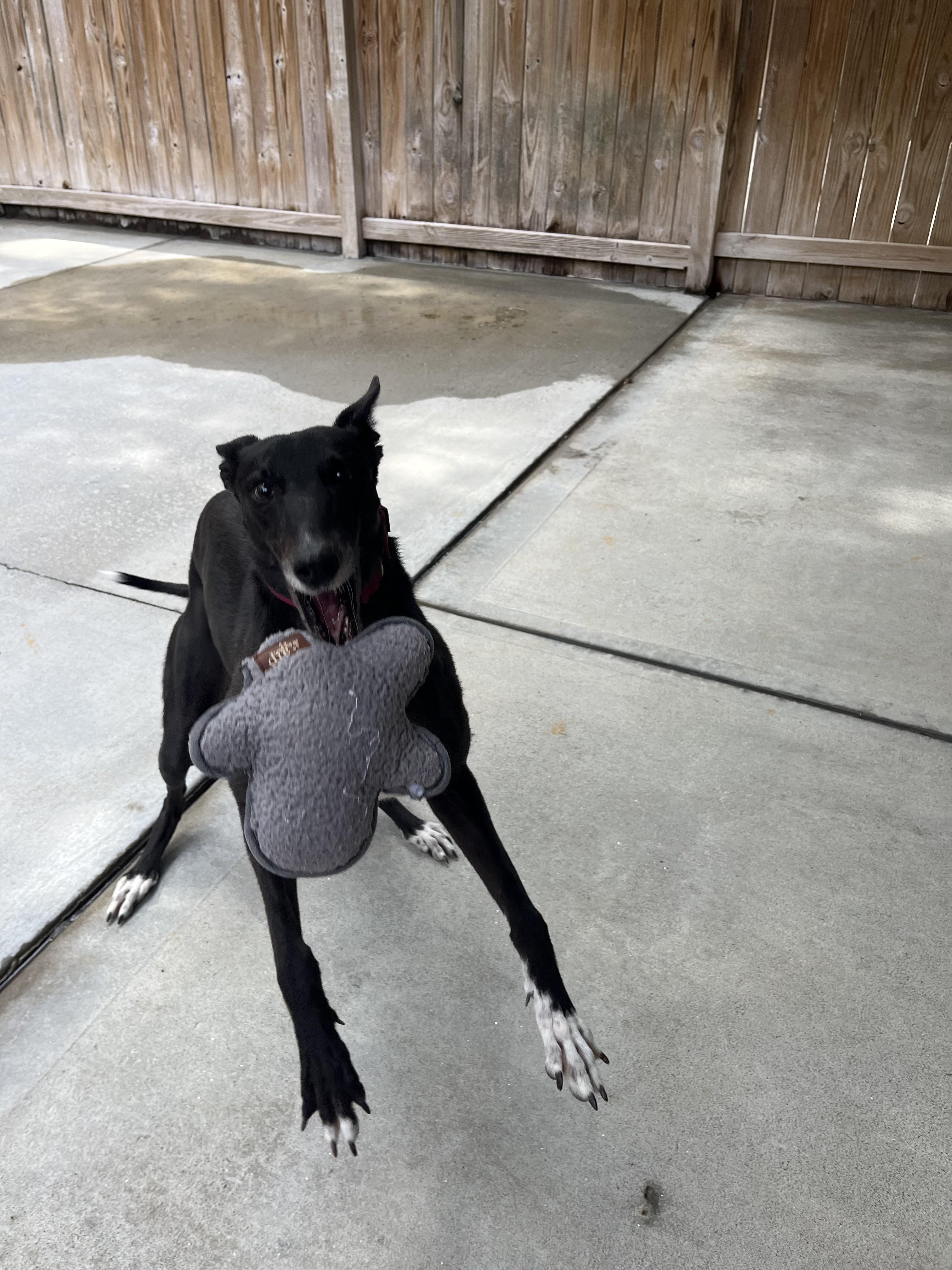 Lemur, an adopted Greyhound in Swanzey, NH image 5/5