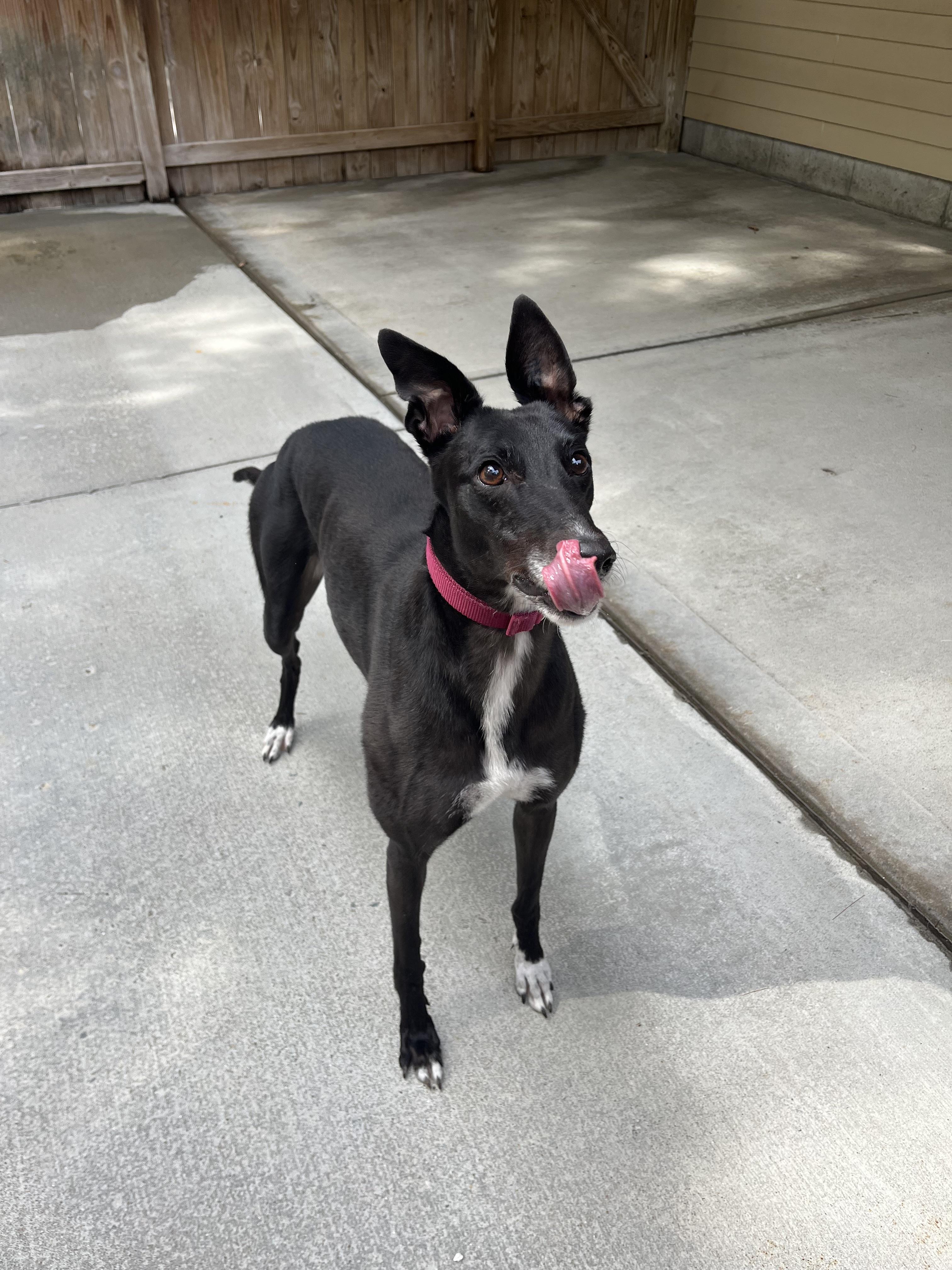 Lemur, an adopted Greyhound in Swanzey, NH image 4/5