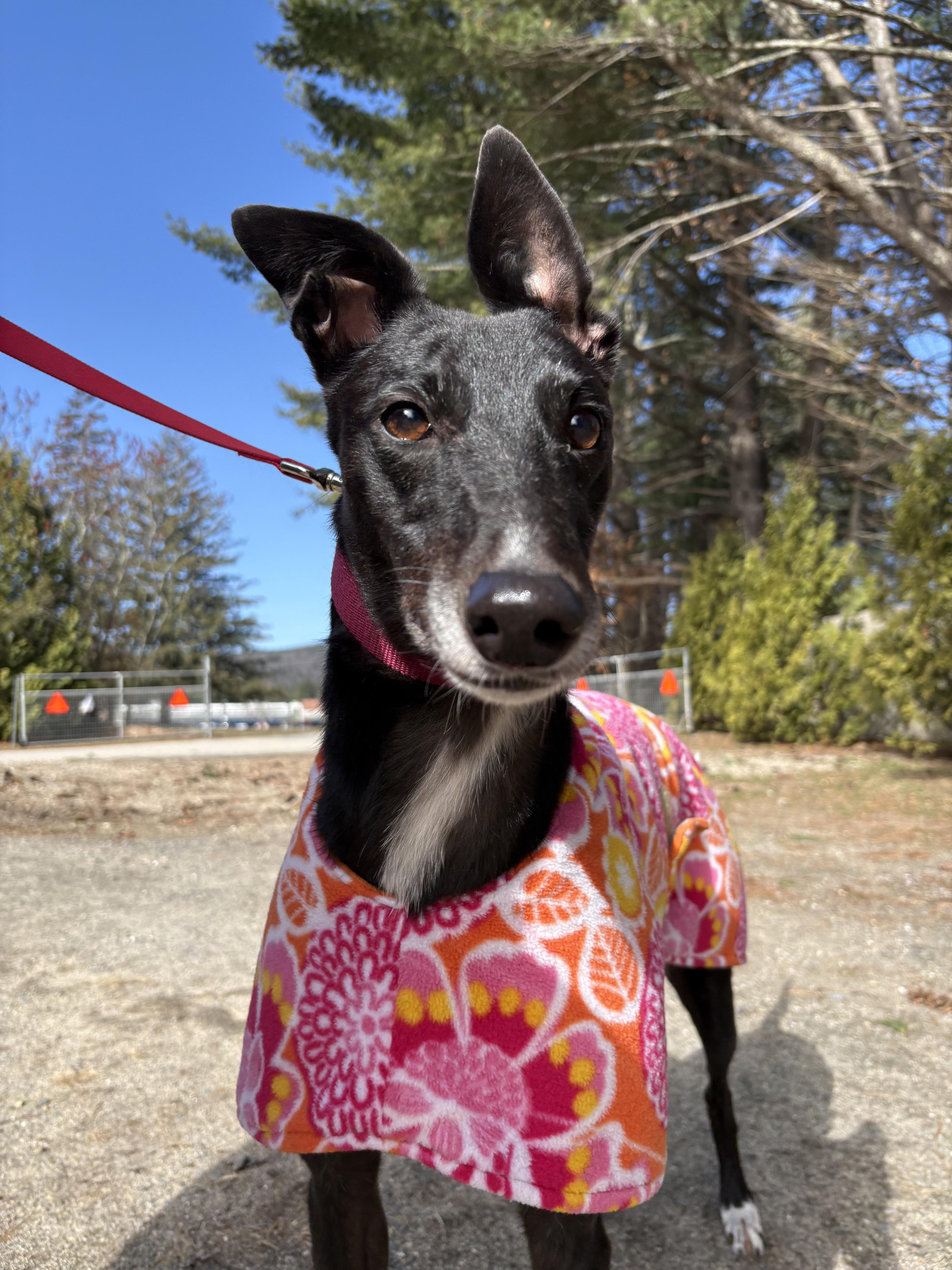 Lemur, adopted, Adult Female Greyhound.
