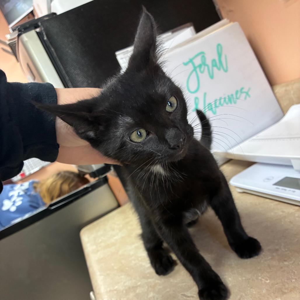 Fiona, Adoptable, Kitten Female Domestic Short Hair.