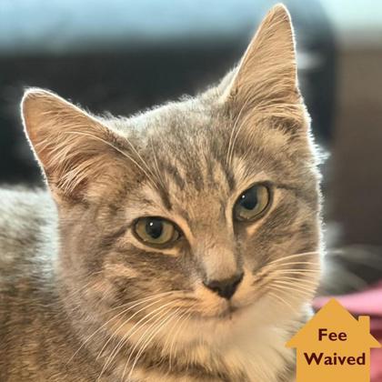 Martini, an adopted mixed breed in Pleasanton, CA image 1/3