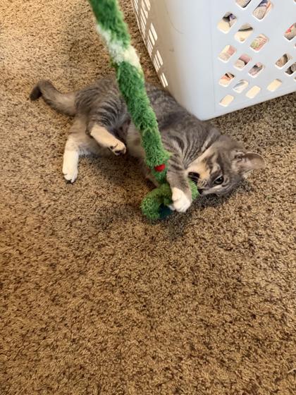 Martini, Adoptable, Kitten Female Domestic Short Hair & Domestic Short Hair.