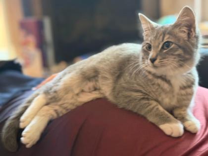 Martini, an adopted mixed breed in Pleasanton, CA image 3/3