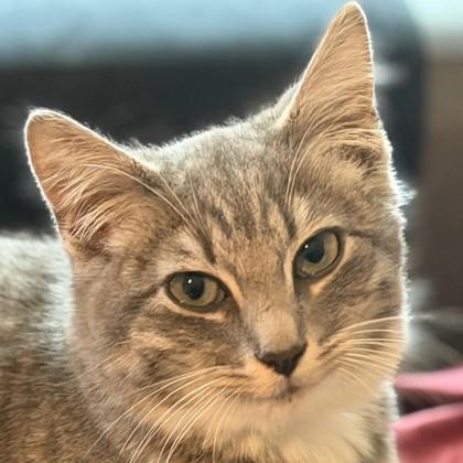 Martini, an adopted mixed breed in Pleasanton, CA image 3/3