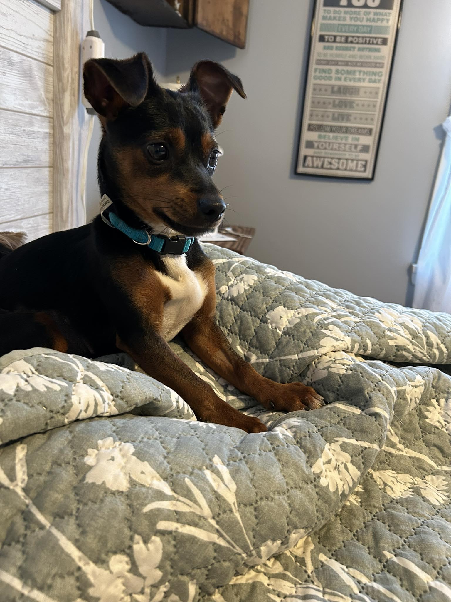 Enlarge Naomi, an adopted mixed breed in Winsted, CT image 1/3