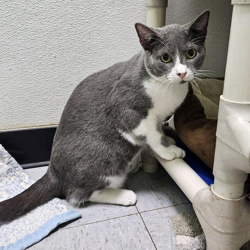 Mister Ralph — thumbnail 2