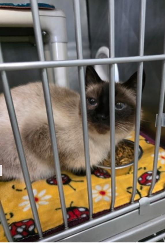 Ming Ming, adopted, Adult Female Siamese.