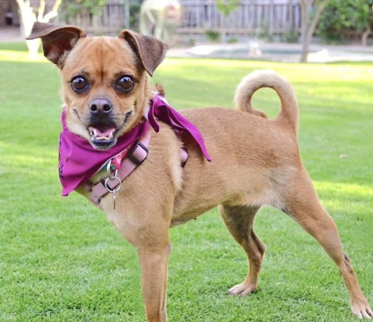 Candy, an adoptable Pug in Cabo San Lucas, BCS, 23450 | Photo Image 1