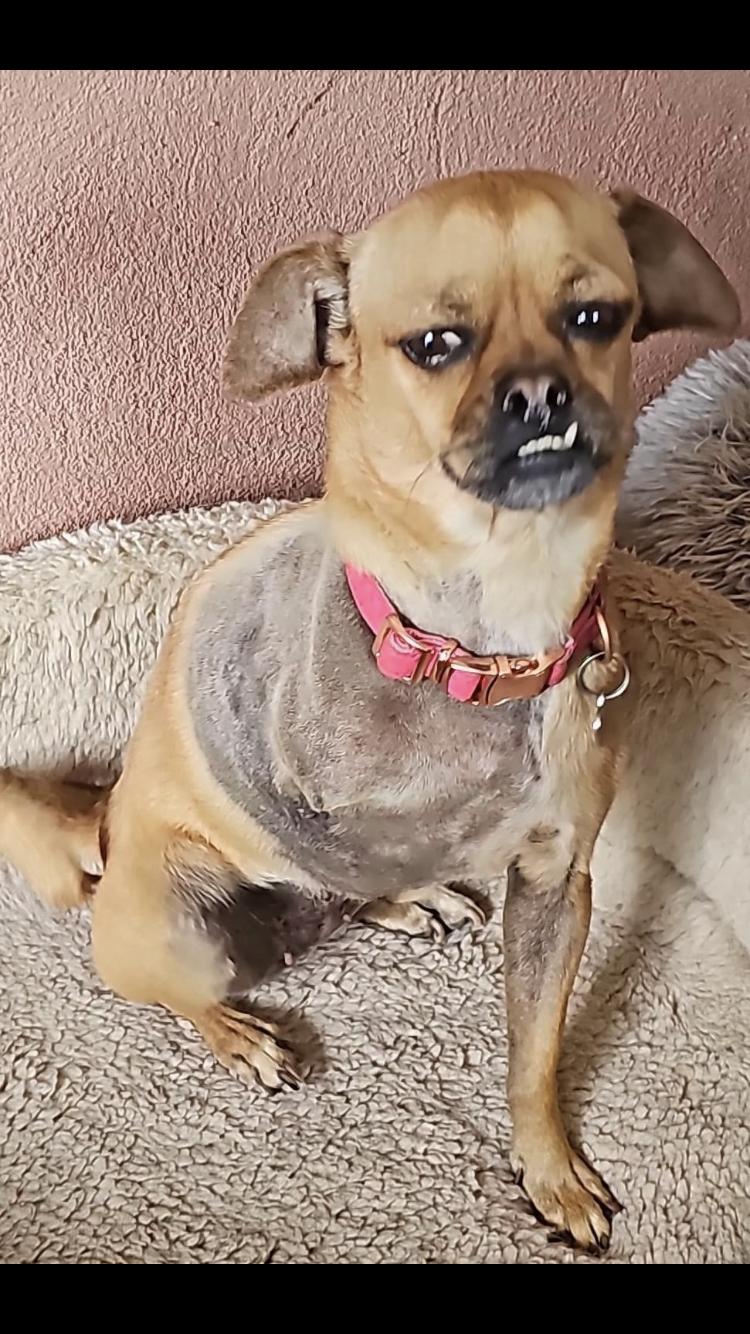 Candy, an adoptable Pug in Cabo San Lucas, BCS, 23450 | Photo Image 2
