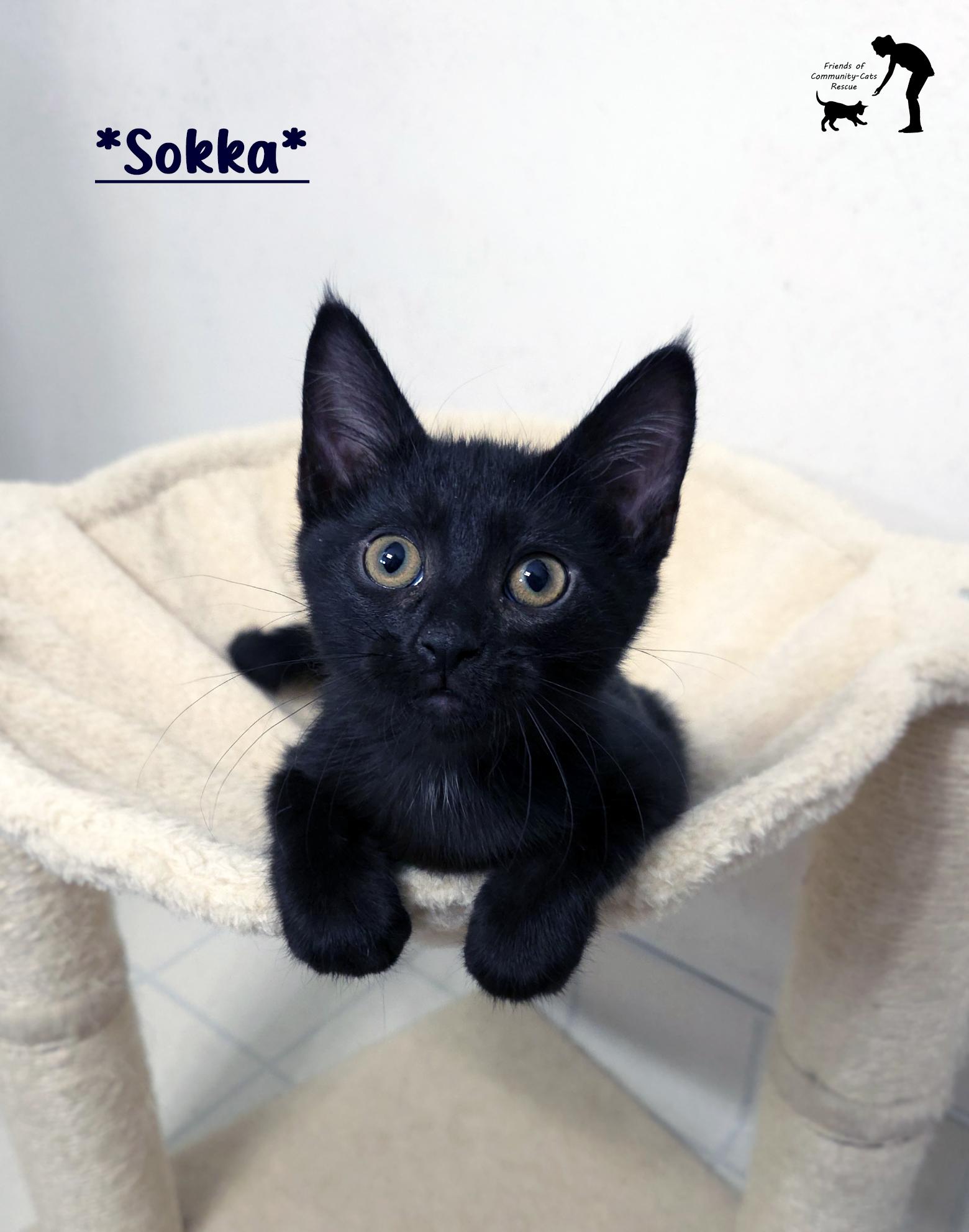 Sokka