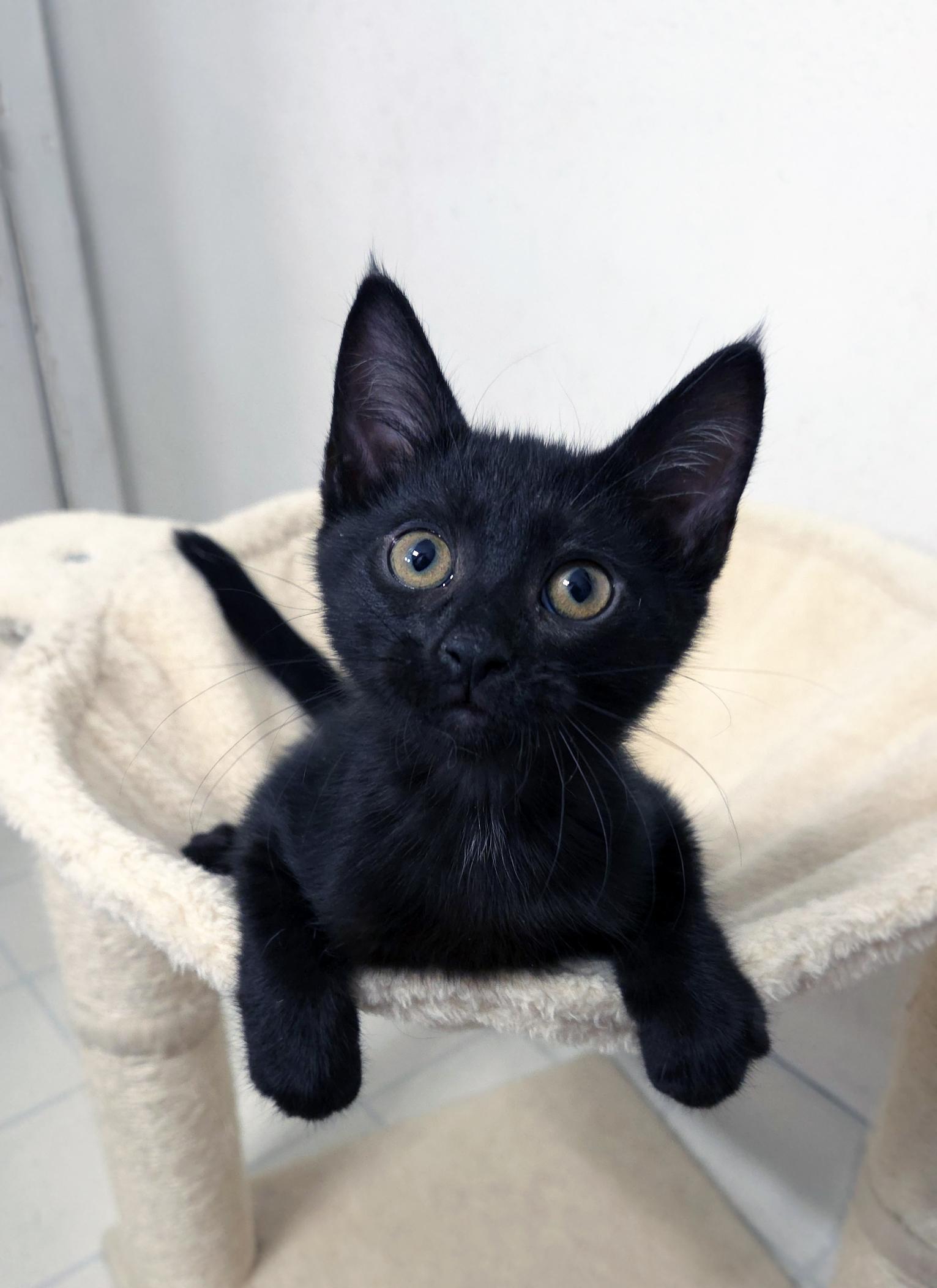 Sokka