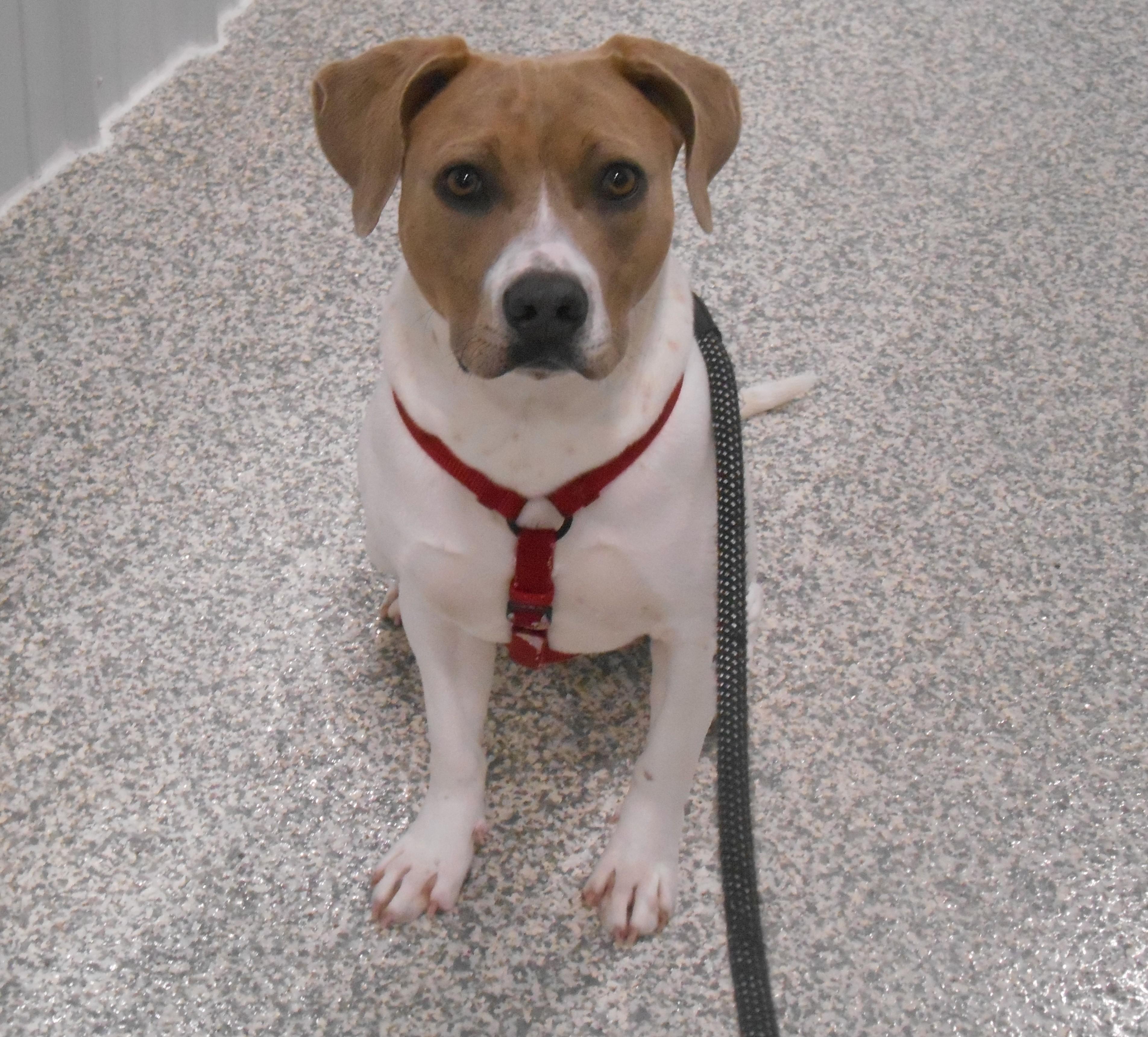 Jo, Adoptable, Young Female Mixed Breed.