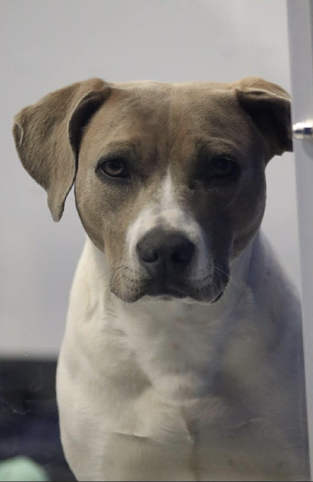 Enlarge Jo, a Adoptable mixed breed in Kalamazoo, MI image 1/4