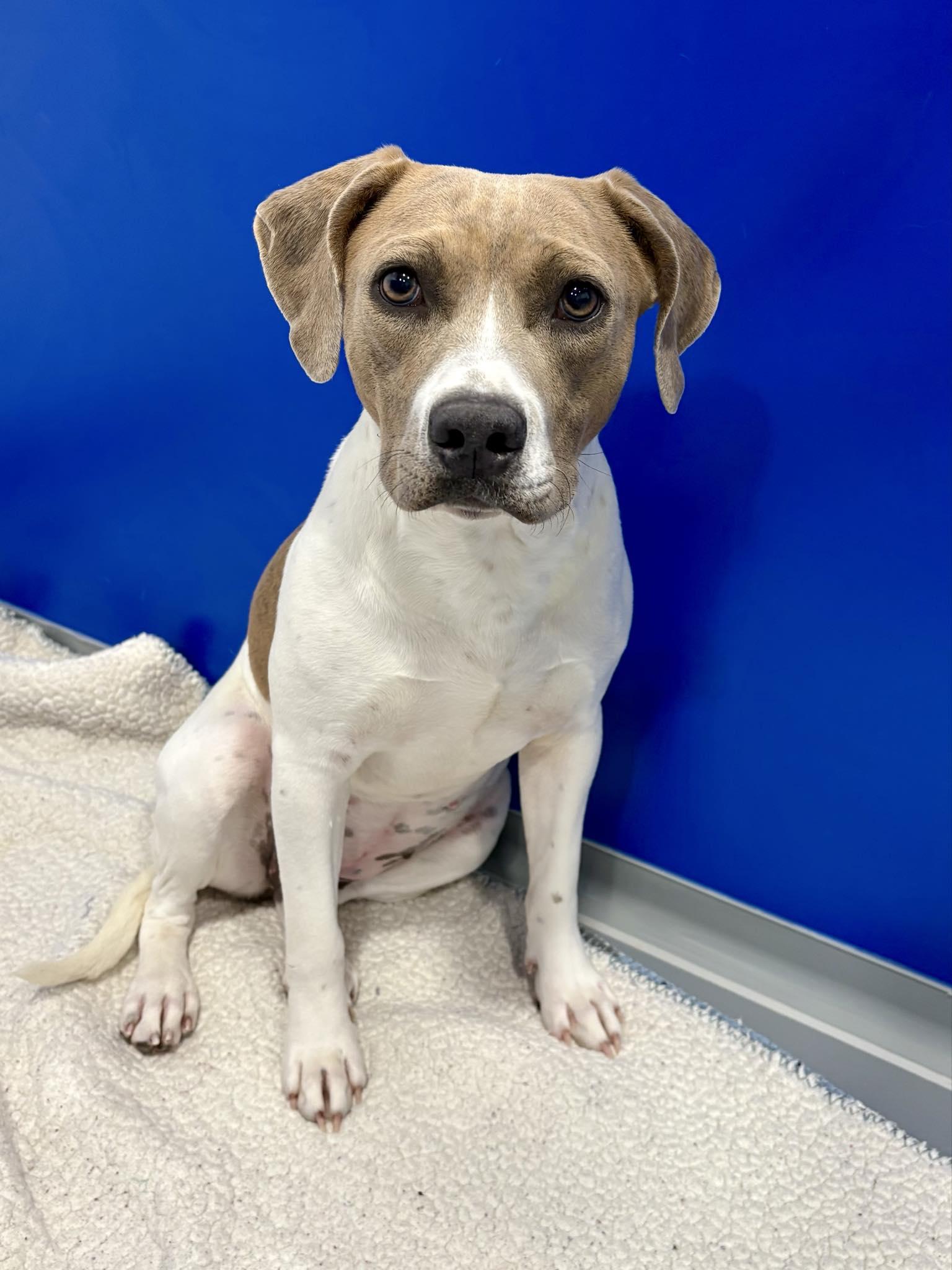 Jo, Adoptable, Young Female Mixed Breed.