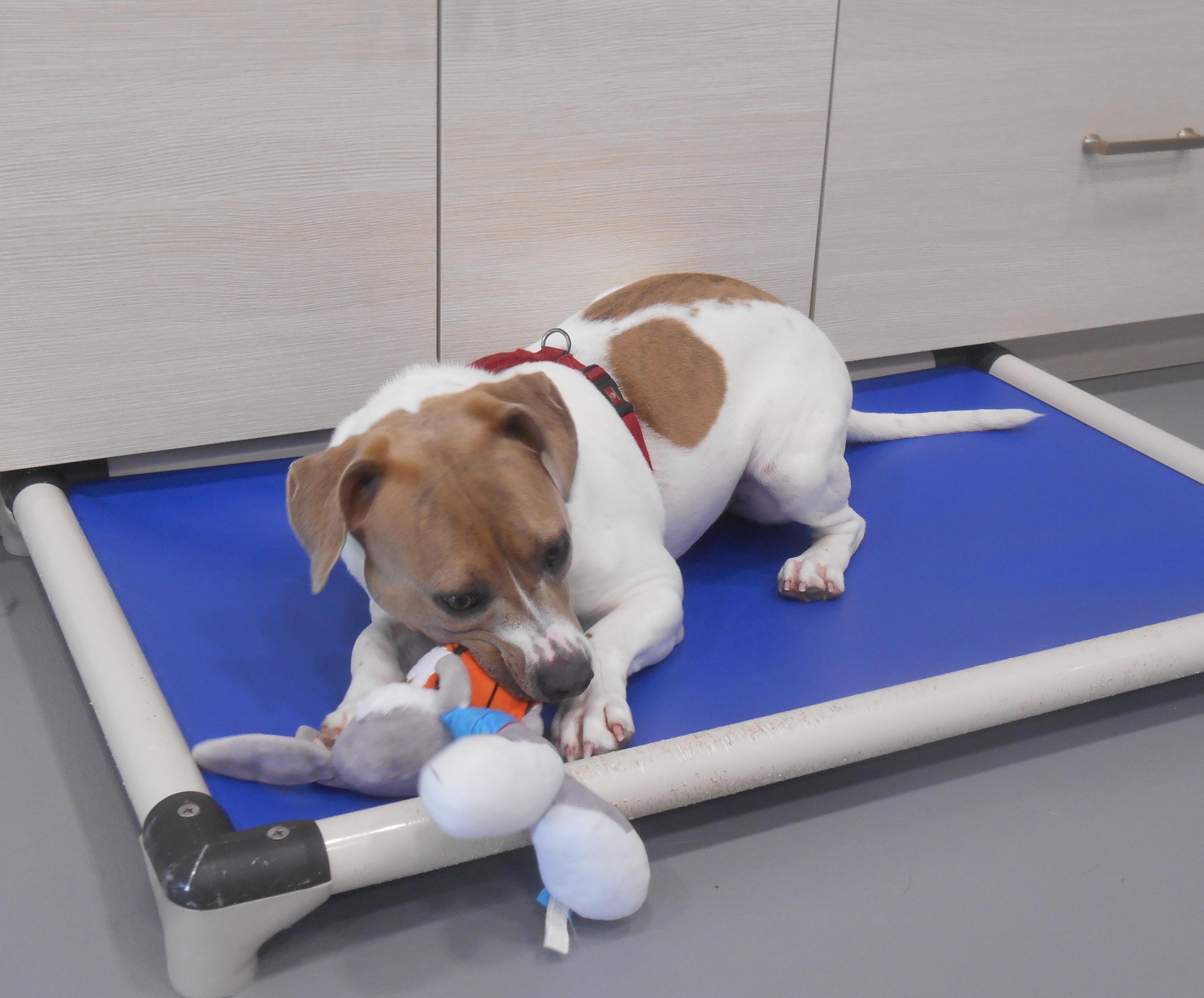 Jo, Adoptable, Young Female Mixed Breed.