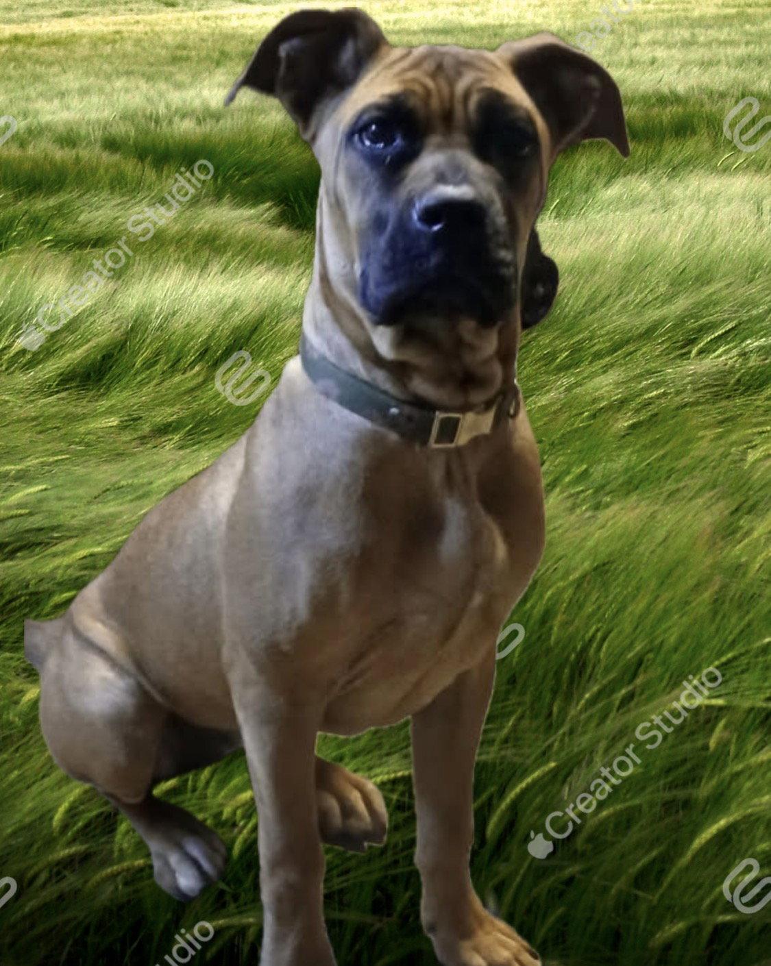 Enlarge Kelly, a Adoptable mixed breed in Rancho Cucamonga, CA image 1/1
