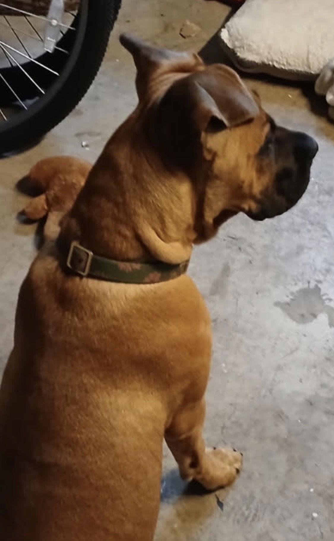 Kelly, a Adoptable mixed breed in Rancho Cucamonga, CA image 1/3