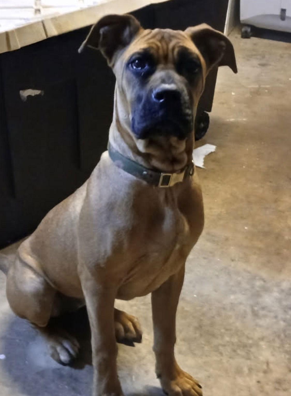 Kelly, a Adoptable mixed breed in Rancho Cucamonga, CA image 3/3