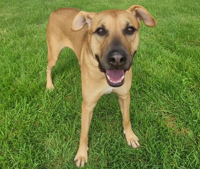 Enlarge CANELO, a Adoptable mixed breed in Albuquerque, NM image 1/1