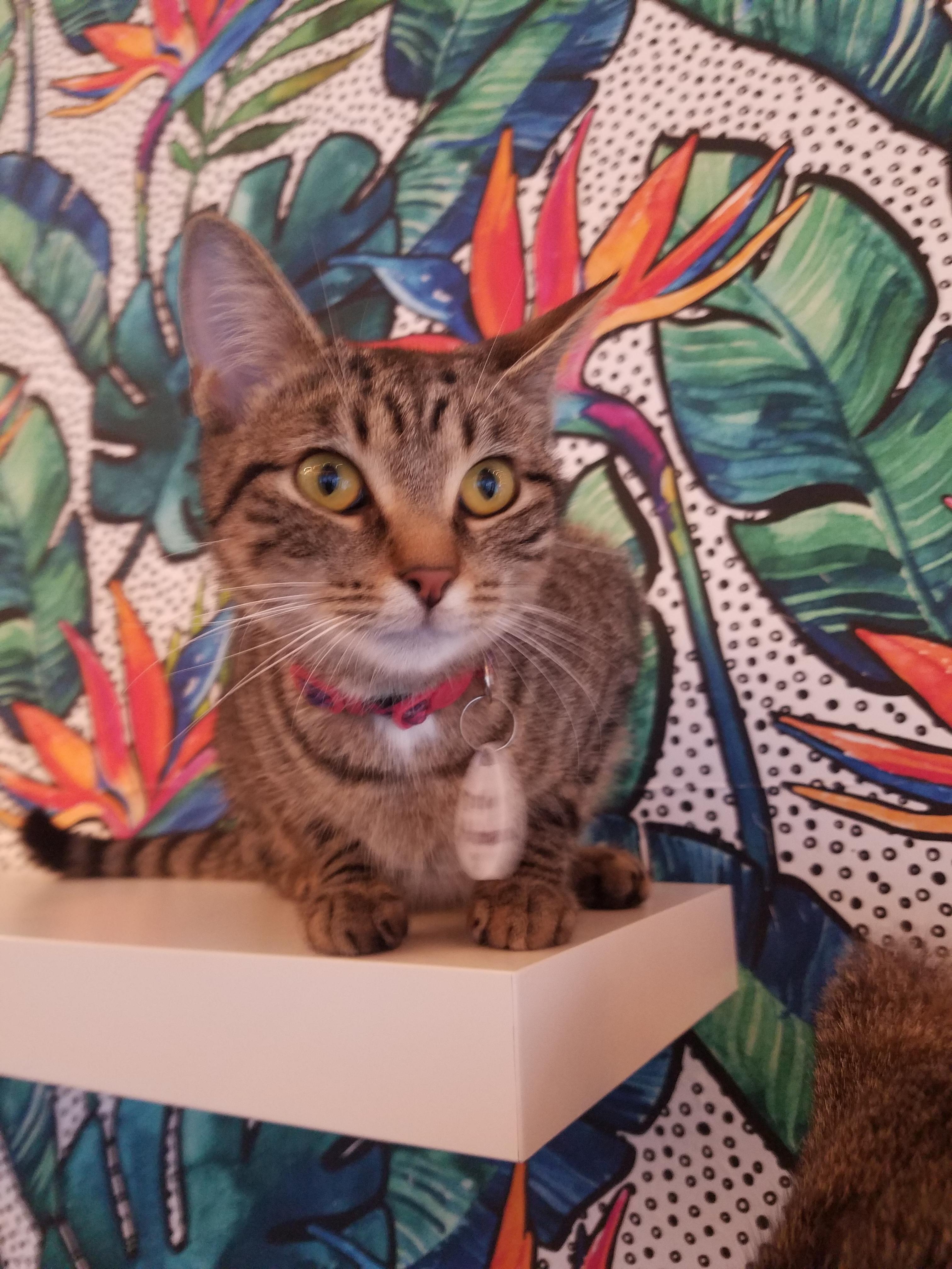 Enlarge Dolly, a Adopted Domestic Short Hair in St Petersburg, FL image 3/3