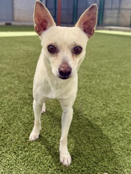 Enlarge Paolo, an adopted Chihuahua in Saratoga Springs, NY image 1/3