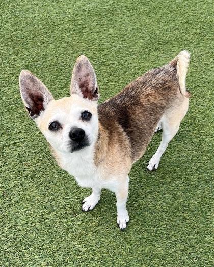 Enlarge Paolo, an adopted Chihuahua in Saratoga Springs, NY image 2/3