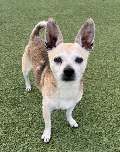 Enlarge Paolo, an adopted Chihuahua in Saratoga Springs, NY image 3/3