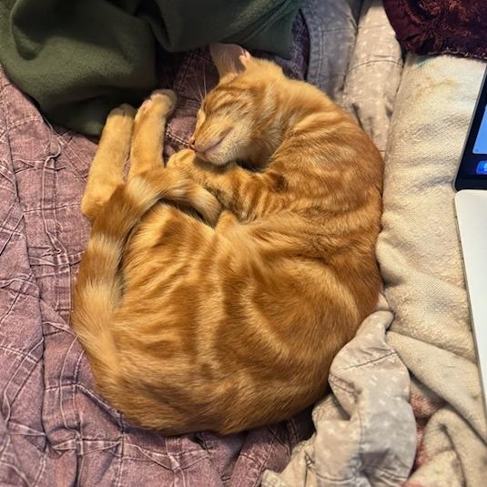 Enlarge BLUEY, a Adoptable Domestic Medium Hair in Willows, CA image 2/4