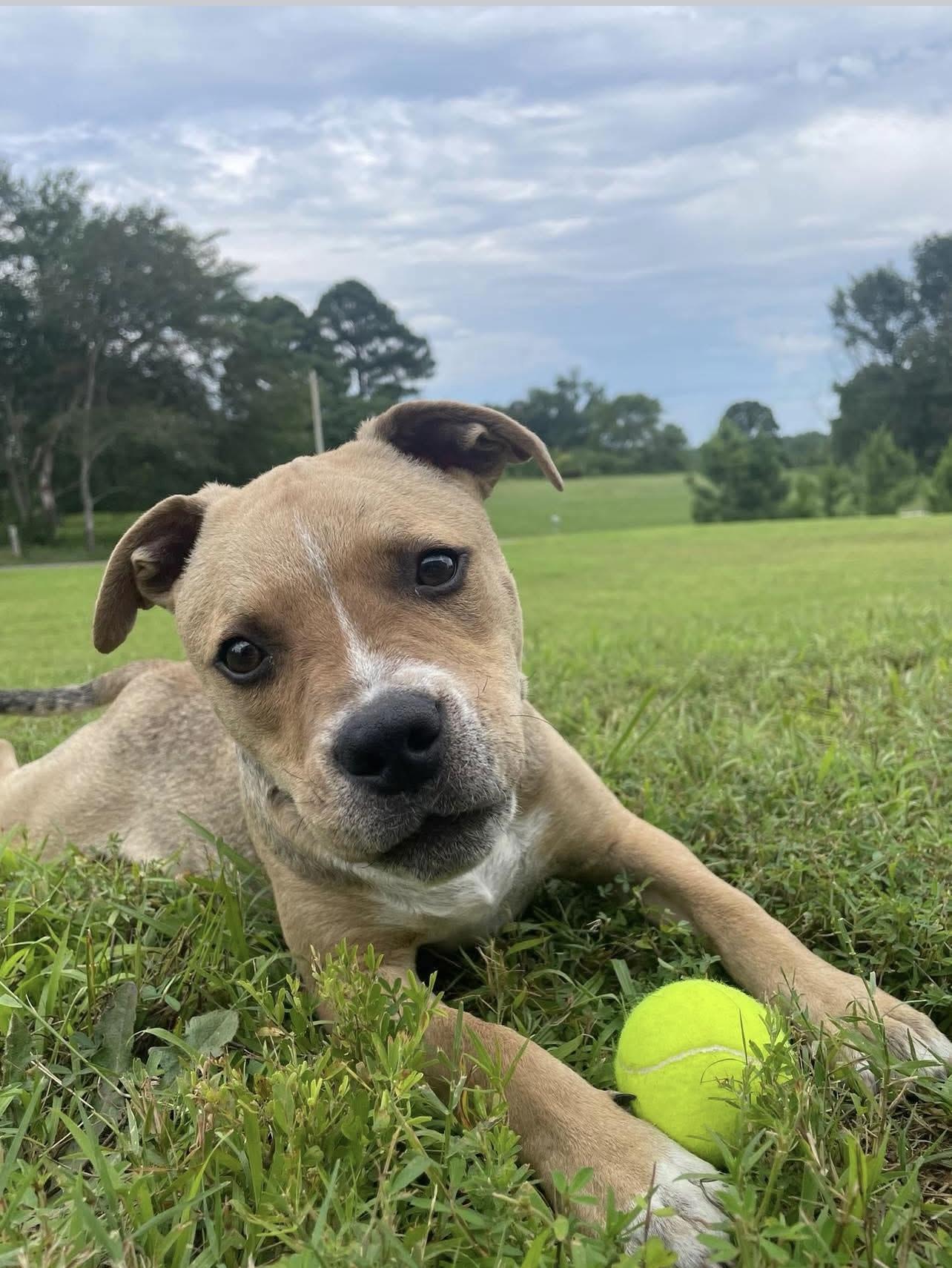 Frazier in NH! Come Meet our Adoptable Dogs Wednesday-Saturday. More info in Bio!