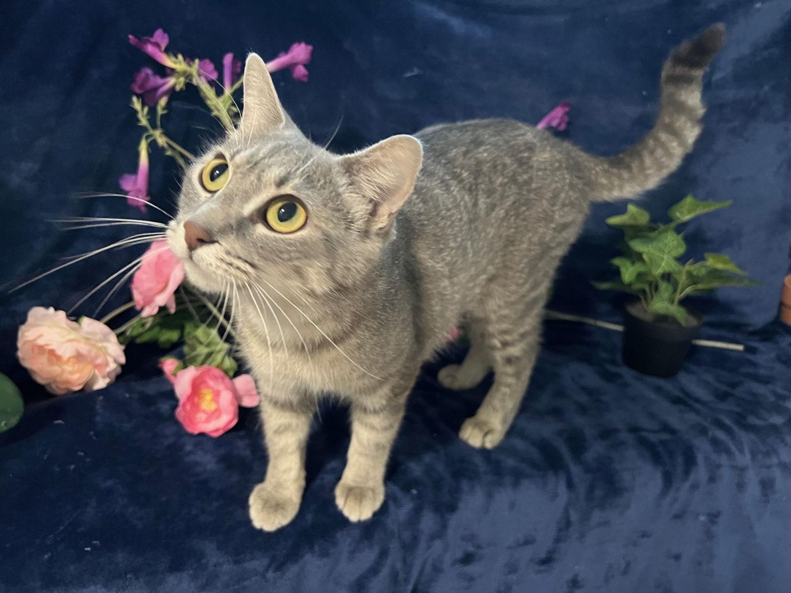 Margaret, Adoptable, Adult Female Tabby & Domestic Short Hair.