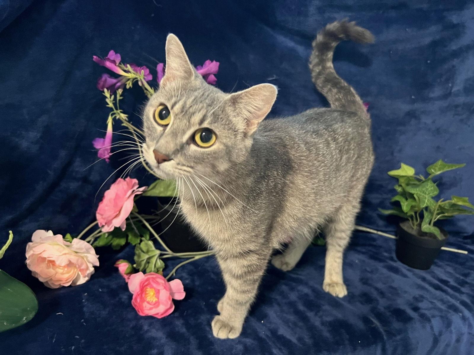 Enlarge Margaret, a Adoptable mixed breed in Fayetteville, GA image 2/3