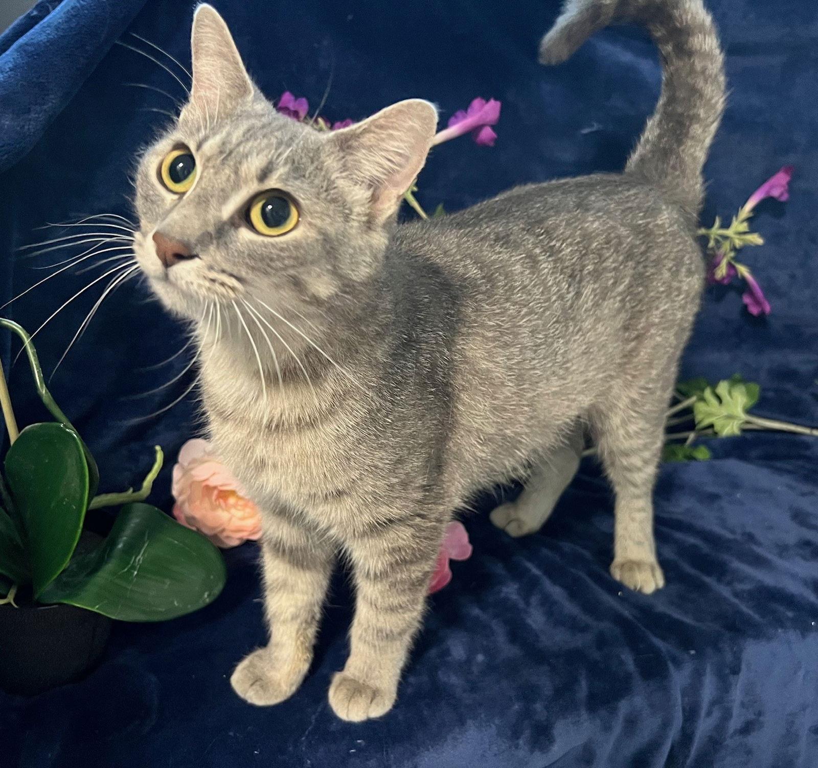 Enlarge Margaret, a Adoptable mixed breed in Fayetteville, GA image 3/3