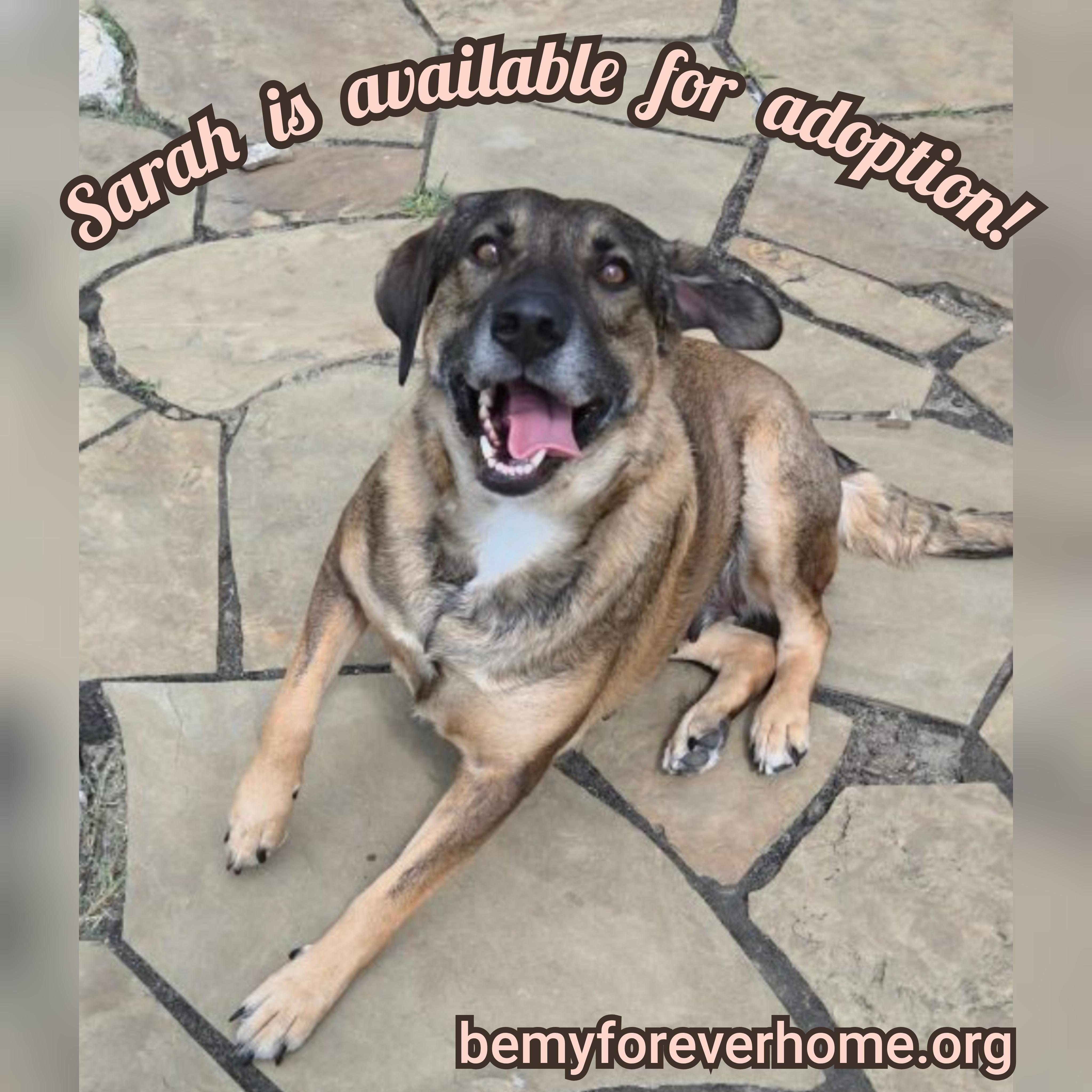 Enlarge Sarah Bee, a Adoptable mixed breed in Plano, TX image 1/3