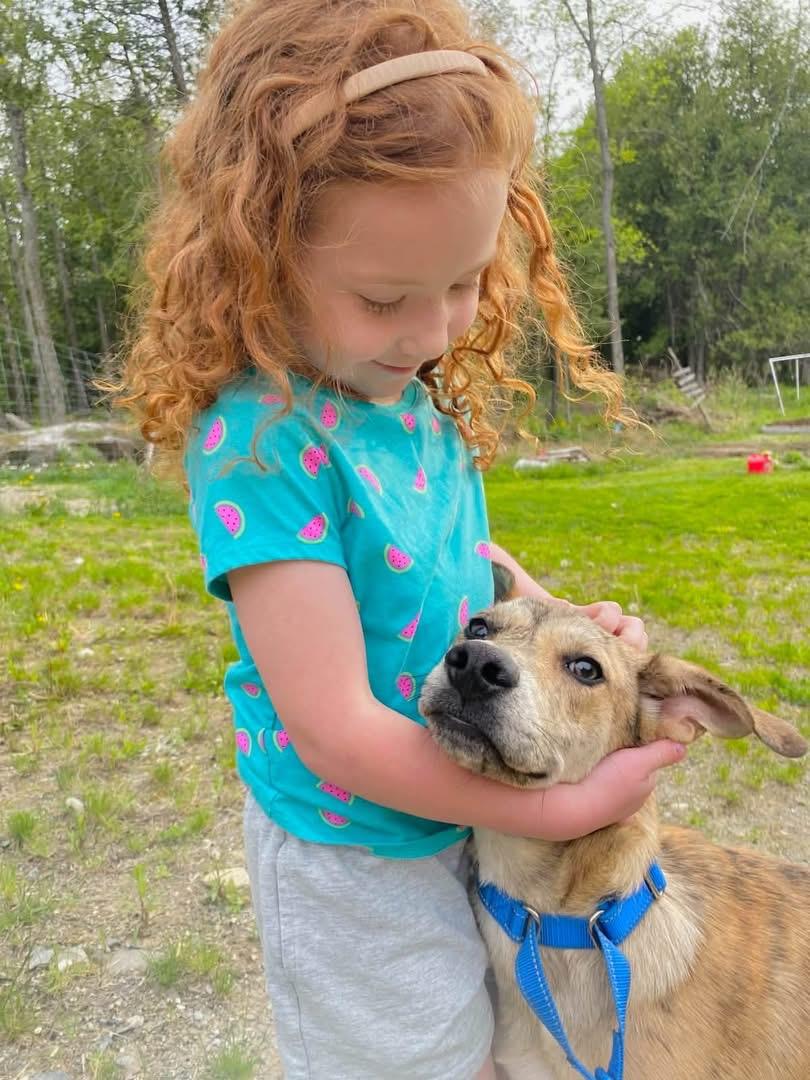 Enlarge Harlan, an adopted Mixed Breed in Brooks, ME image 4/4