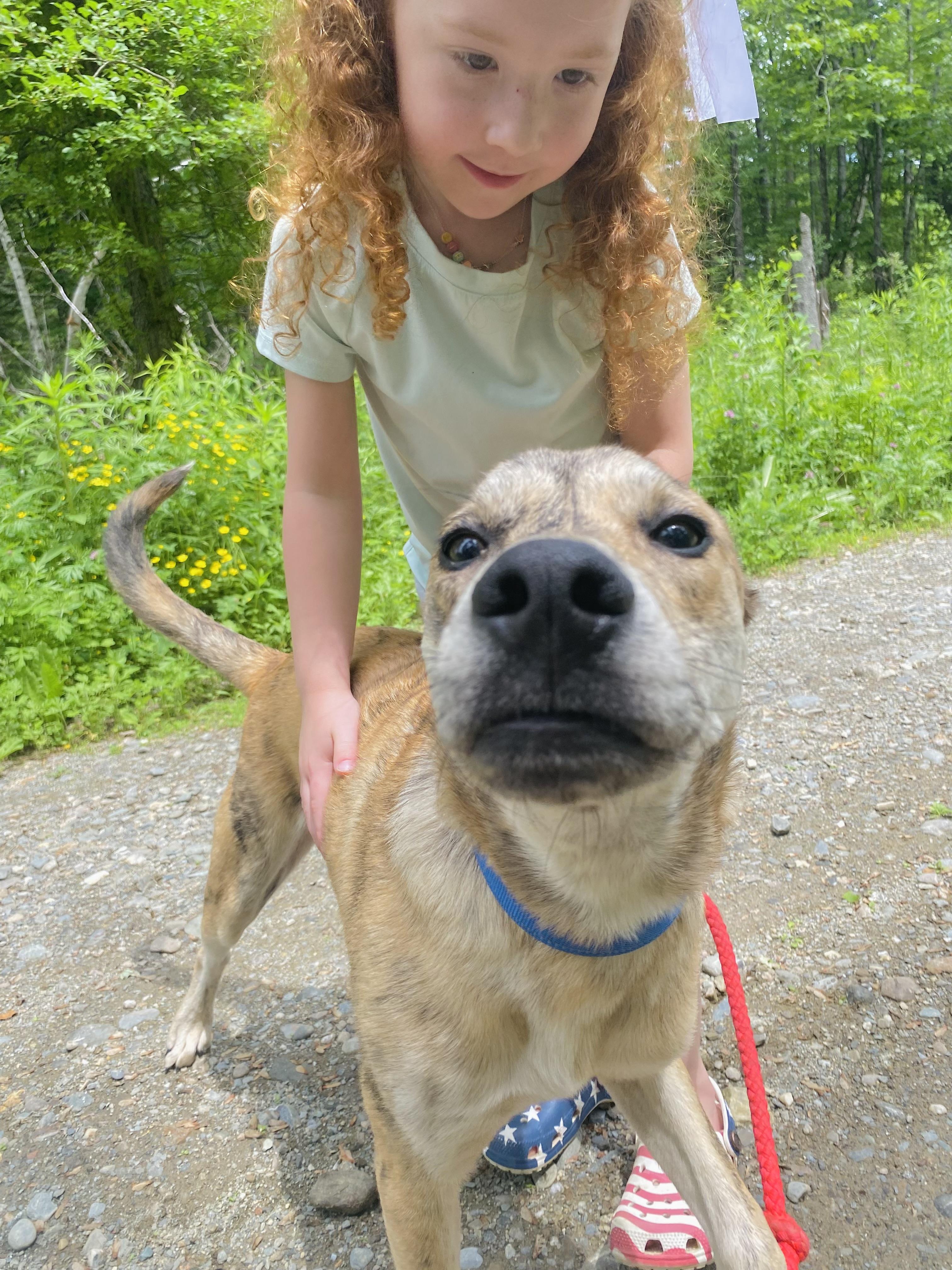 Enlarge Harlan, an adopted Mixed Breed in Brooks, ME image 3/4
