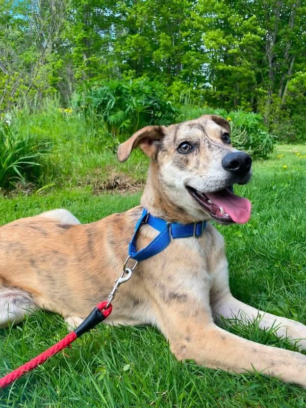 Harlan, adopted, Young Male Mixed Breed.