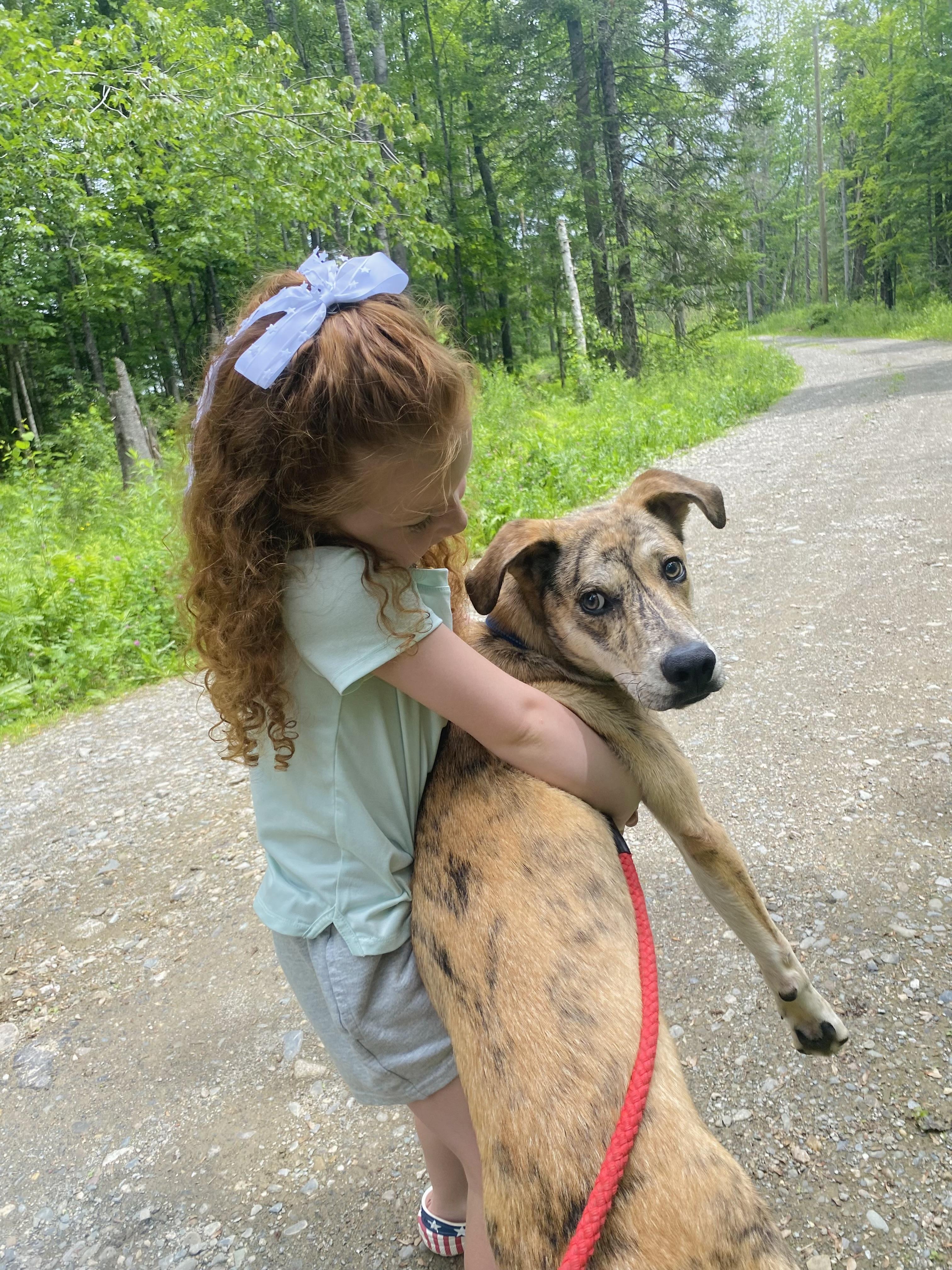 Enlarge Harlan, an adopted Mixed Breed in Brooks, ME image 2/4