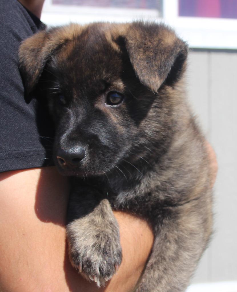 Crosby, Adoptable, Puppy Male German Shepherd Dog & Mixed Breed.