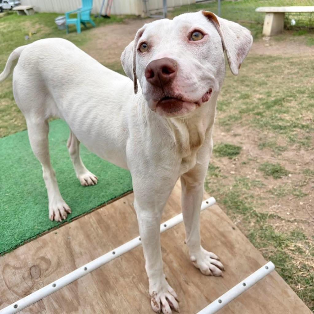 Topanga, Adoptable, Puppy Female Pit Bull Terrier.
