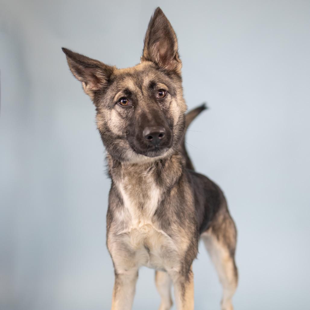 Sage, Adoptable, Young Female Mixed Breed.