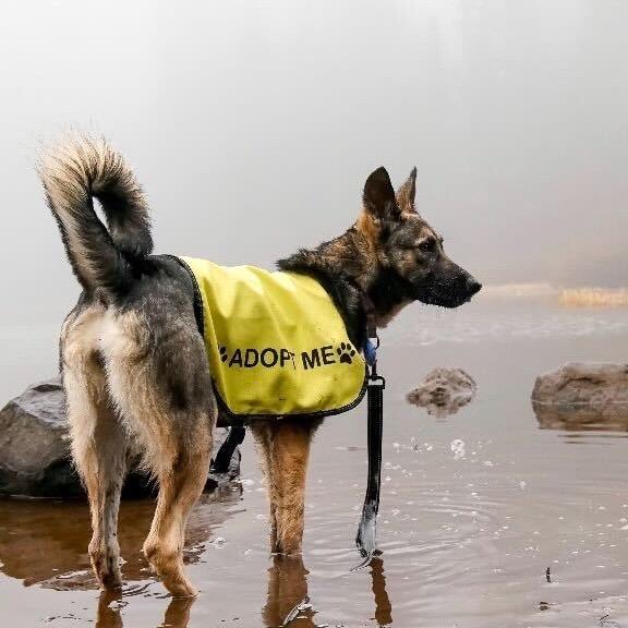 Enlarge Sage, a Adoptable Mixed Breed in Portland, OR image 2/3