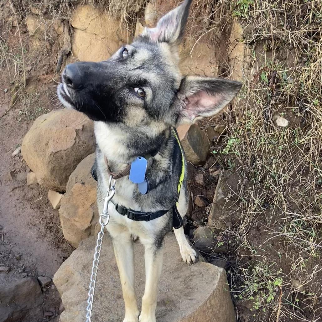 Enlarge Sage, a Adoptable Mixed Breed in Portland, OR image 2/2