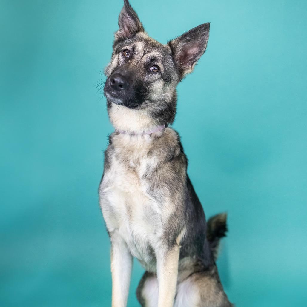 Enlarge Sage, a Adoptable Mixed Breed in Portland, OR image 4/5